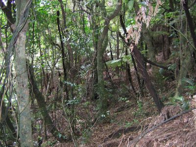 Bush floor